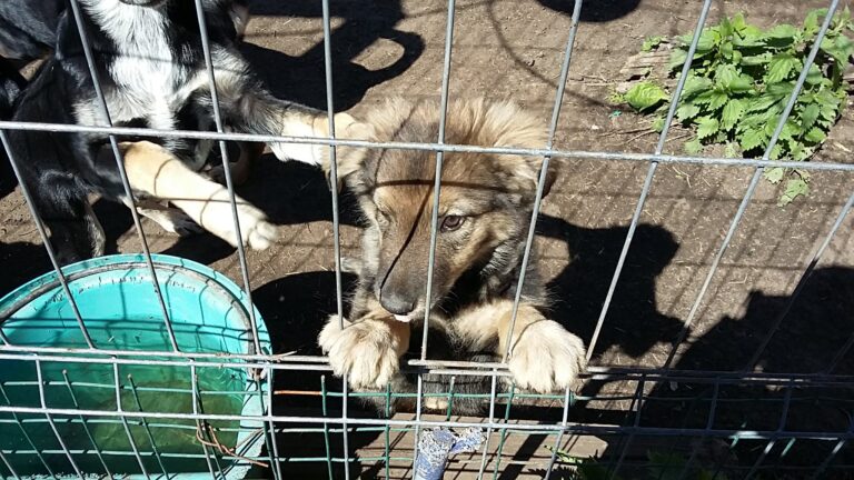 Koiranpentu viipurilaisella koiratarhalla.