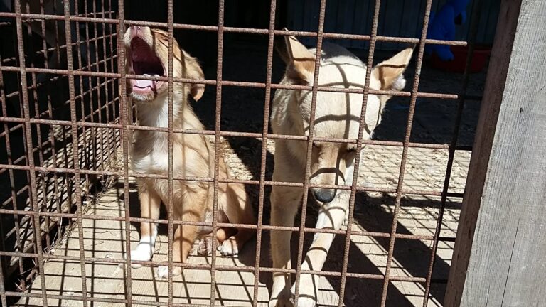 Tautiriskeissä tulee ottaa huomioon sekä niiden vakavuus että todennäköisyys